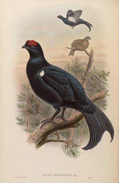Caucasian Black Grouse by John Gould